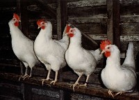 Cztery białe kury na grzędzie