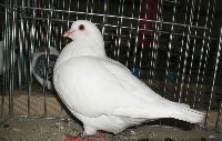 Gołąb biały beneszowski w klatce