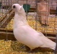 Gołąb biały orłowski w klatce