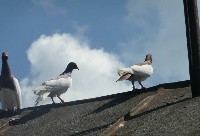 Gołębie Murzynki Lotne na dachu