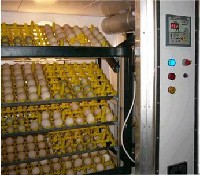 Inkubator do jaj