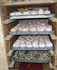 Jaja  w inkubatorze