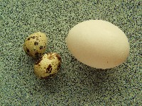 Jajo kurze i jajeczka przepiórki