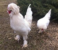 Kogut i kura rasy Sułtan