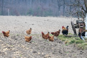 Kury nioski na polu