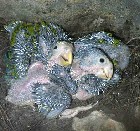 Gniazdo z pisklętami Papugi Amazonki kubańskiej