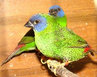 Papuziki trojbarwne na gałęzi