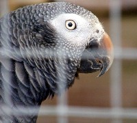 Siatka na klatki dla papug żako - FERMO