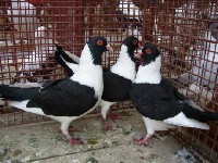 Trzy gołębie rasy Kanik praski w klatce