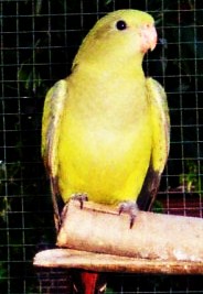 Papuga Księżniczka Walii