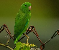 Papużka wróbliczka zielona